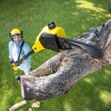 Leaf Removal Services in Hawaiian Gardens, CA